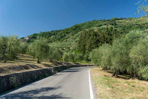 Uliveti e borgo collinare di Uzzano Castello
