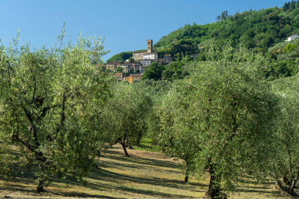 Uzzano Castello, borgo collinare tra gli ulivi