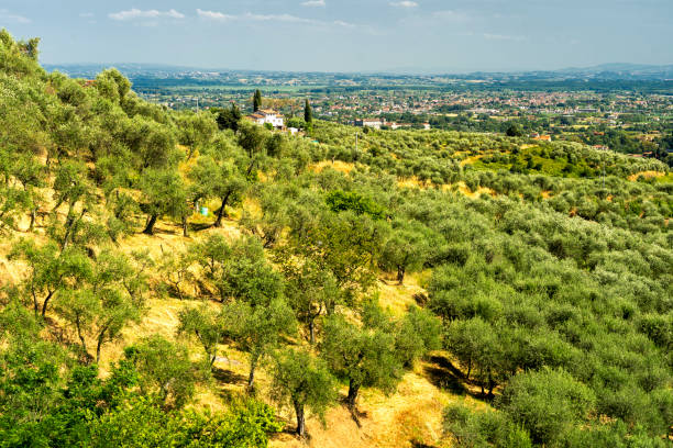 Paesaggio collinare della Valdinievole tra gli uliveti, nei pressi di Uzzano