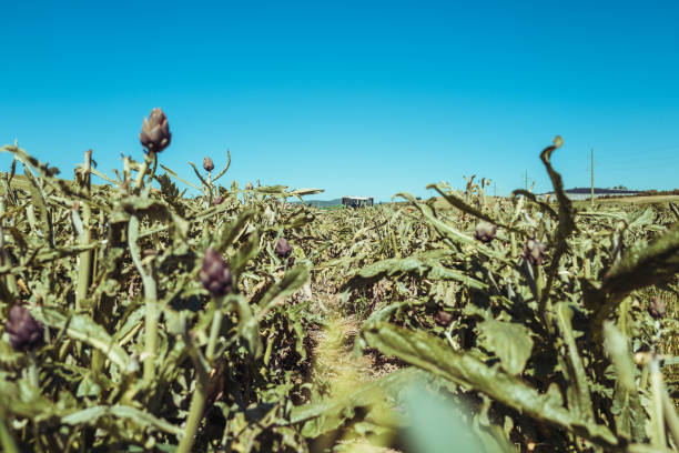 Raccolta dei carciofi, prodotto tipico di Torricchio