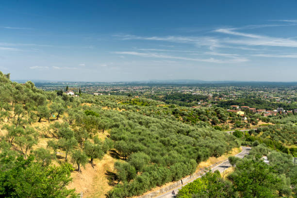 Uliveti sulle colline della Valdinievole lungo la Strada dell'Olio
